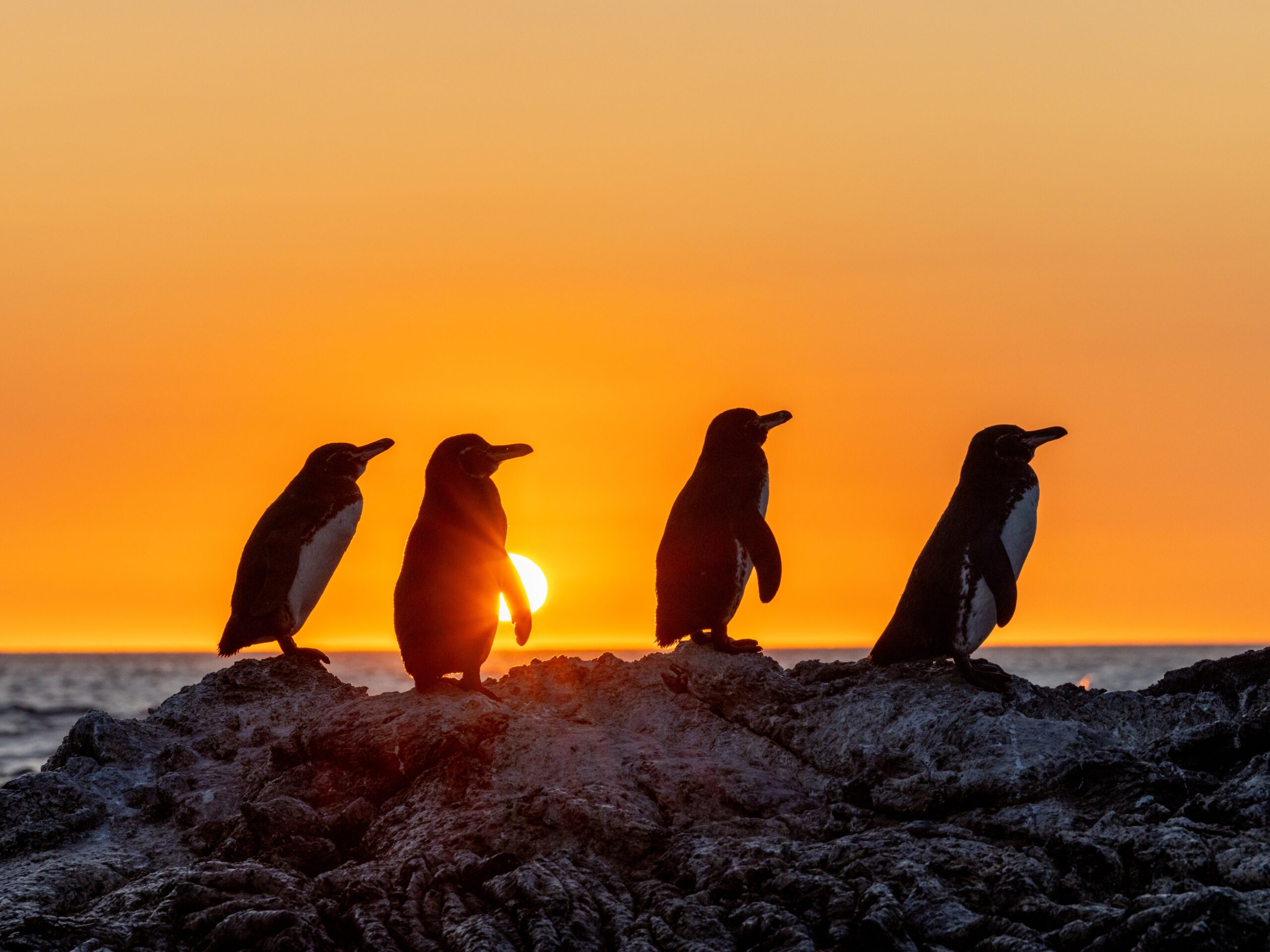 Galápagos